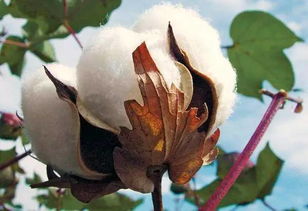 说出转基因棉花的种植对环