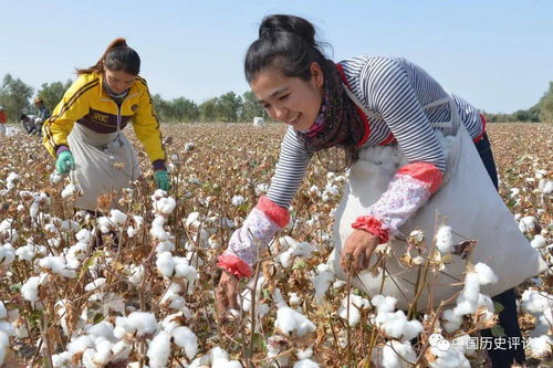 新疆棉花产业可持续发展的