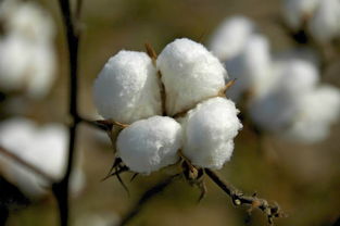 棉花纤维含量多少最好呢