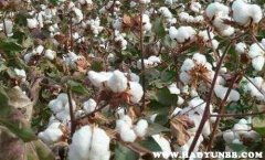 新疆发展棉花种植业的有利