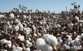 非洲棉花种植方法