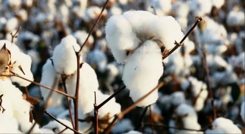 陆地棉属于什么科植物