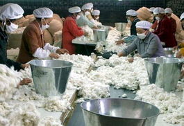 中国棉花靠进口吗