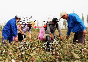 新疆棉花自动采摘机器