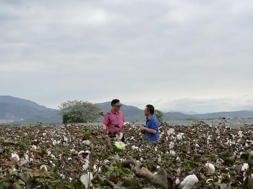 新疆棉花产业发展前景