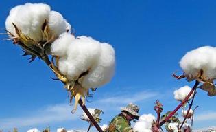 新疆棉花种植天气