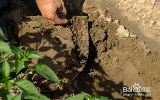 土壤测土配方施肥方案
