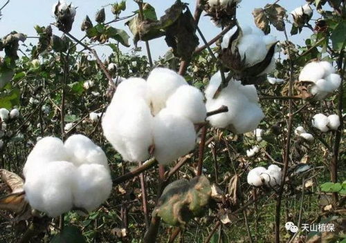 提高棉花收获质量的方法是