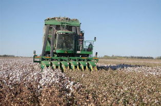 棉花的收获方式分为机械采摘和?