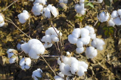 棉花病虫害防治技术总结