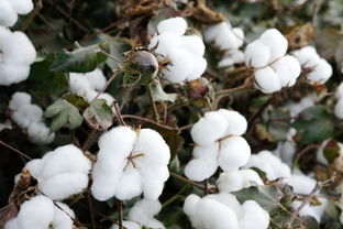 棉花是营养繁殖吗