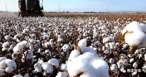 非洲棉花产量最高的国家是