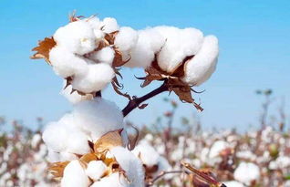 高产棉花种植区域的扩展潜