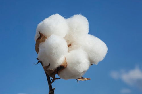 棉花是喜光植物吗