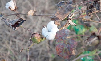 高密度种植下的棉花品种表