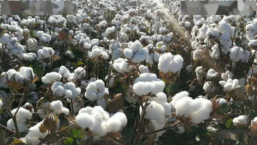 气候变化对高产棉花品种的