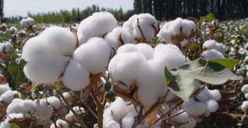 棉农的传统种植文化