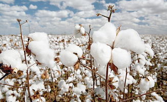 棉花品种改良对纺织品质的