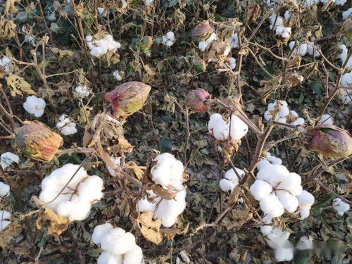 新疆棉花的产量与品质特点
