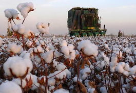 新疆棉花标准化生产的案例