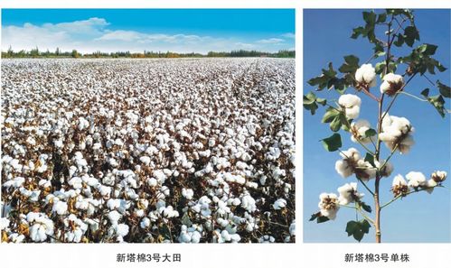 陆地棉耐旱品种的选育