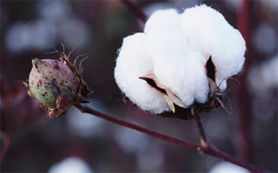 不同棉花品种的纤维质量分