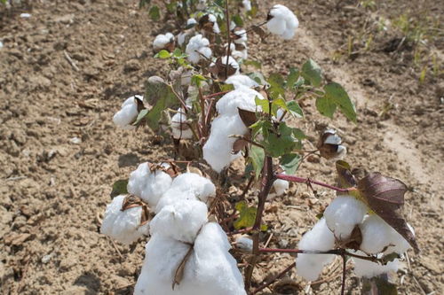 棉花种植中的土壤改良技术