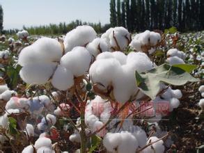 棉花品种改良的国际案例对