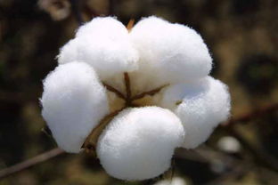 棉花多样性保护与品种改良