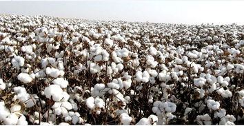 土壤通风对棉花生长的影响