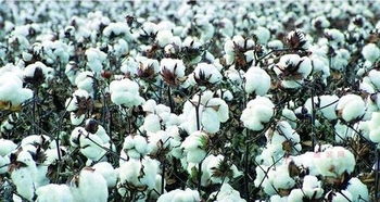 改善棉花品质的高产育种技