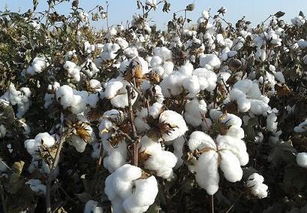 农作物棉花成长过程