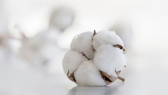 国际棉花多少钱一吨