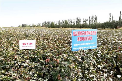 产量最高的棉花品种排名